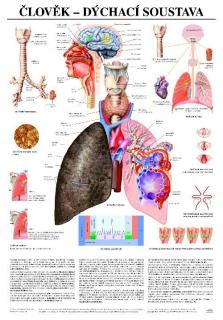 Dýchacia sústava - anatomický plagát