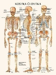 Kostra človeka - anatomický plagát