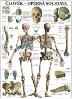 Oporná sústava - anatomický plagát