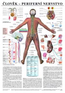 Periférne nervstvo - anatomický plagát