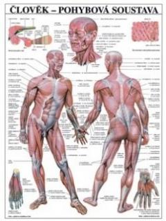 Pohybová sústava - anatomický plagát