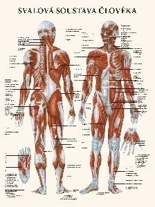 Svalová sústava človeka - anatomický plagát