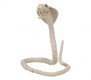 Replika kostry Kobra 100cm