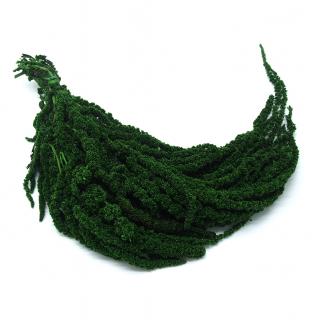Amarant zelený