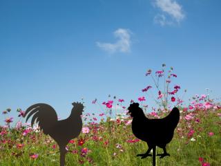 SET záhradných zápichov kohút a sliepočka