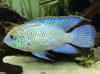 Akara eletric blue - Andinoacara pulcher / electric blue