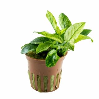 Anubias barteri var. nana ’Pinto’ Tropica - Košík