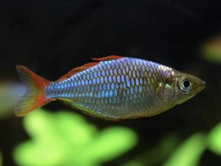 Aterínka diamantová - Melanotaenia / praecox