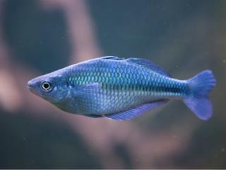 Aterínka jazerná - Melanotaenia / lacustris