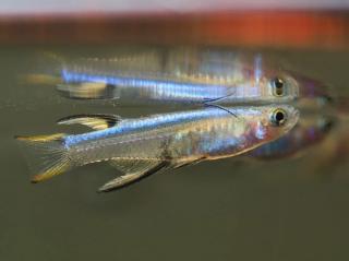 Aterinka Modrochrbtá - Pseudomugil cyanodorsalis