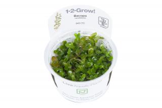 Bacopa caroliniana Tropica - 1­2­GROW! ­ Laboratórne pestované rastliny