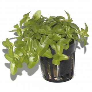 Bacopa caroliniana Tropica - Košík