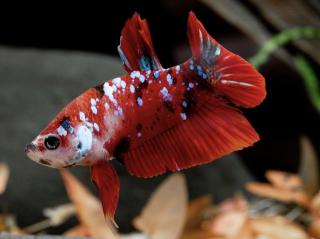 Bojovnica samec - Koi Galaxy