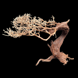 Bonsai Arboretum WIO do akvária XL