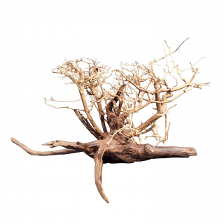 Bonsai Krík WIO - Arbustus Arboretum L