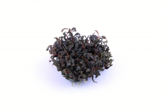 Bucephalandra 'Kedagang' 1.2.Grow - In vitro