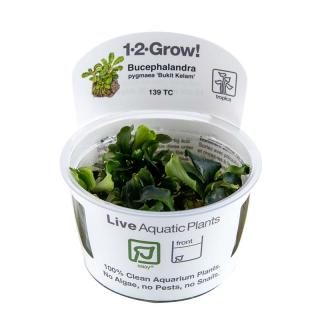 Bucephalandra pygmaea 'Bukit Kelam' 1.2.Grow