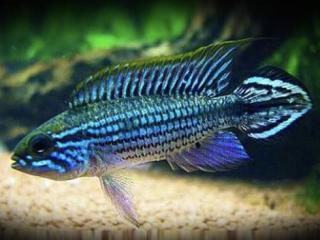 Cichlazoma Agassizova - Apistogramma / agas.blue