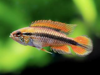 Cichlazoma Agassizova - Apistogramma / agassizi double red