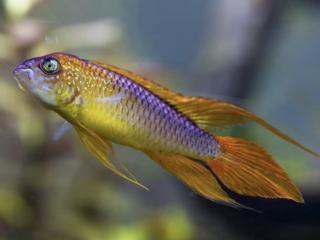 Cichlazoma Agassizova - Apistogramma / agassizi gold red