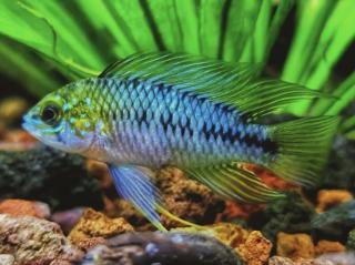 Cichlazoma Borelliho - Apistogramma / borelli - paraquai