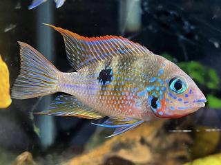 Cichlazoma Eliotova - Thorichthys / ellioti