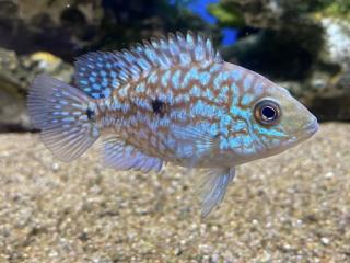 Cichlazoma Escondido - Herichthys / carpintis Escondido