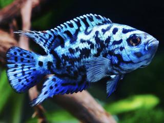Cichlazoma perleťová Modrá - Cichlasoma / blue jack dempsey