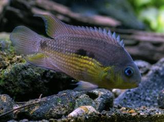 Cichlazoma zlatobruchá - Cryptoheros / myrnae