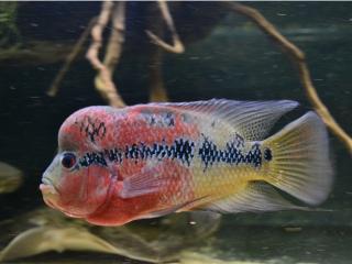 Cichlida Flowerhorn - Cichlasoma / flowerhorn