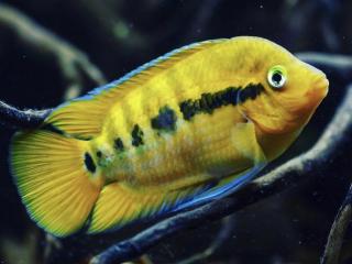 Cichlida Mnohotrnná - Herotilapia / multispinosa