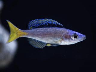 Cichlida žltochvostá - Cyprichromis / leptosoma mpulungu