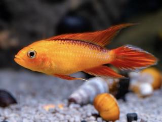 Cichlidka Agassizova – Apistogramma Agassizi / Fire Red