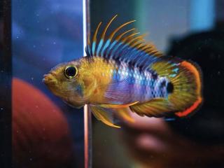Cichlidka Baenschi - Apistogramma / Baenschi - Inca