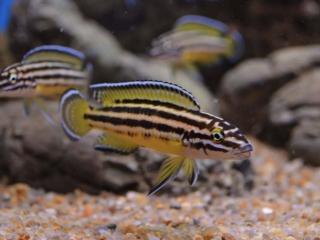 Cichlidka bojovná - Julidochromis / ornatus