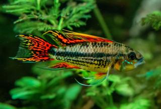 Cichlidka kakadu - Apistogramma / cacatuoides double red