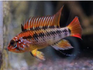 Cichlidka Macmasterova - Apistogramma / macmasteri red mask