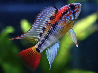 Cichlidka Macmasterova - Apistogramma / macmasteri