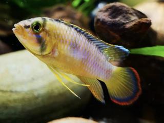 Cichlidka Nijssenova (Panda) - Apistogramma / nijsseni
