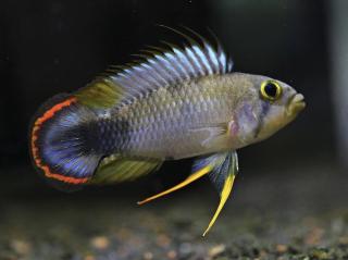 Cichlidka Panduro - Apistogramma / pandourini