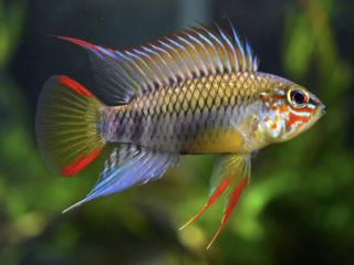 Cichlidka Pestrá - Apistogramma / sp. viejeta