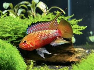 Cichlidka red stroke - Apistogramma / sp. red stroke