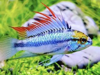 Cichlidka Trojpruhá - Apistogramma / trifasciatum