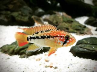 Cichlidka Viejeta -Apistogramma / sp. viejeta II