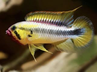 Cichlidka Wilhelmi - Apistogramma / wilhelmi