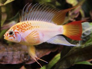 Cichlidka Zlatá - Apistogramma / sp. viejita gold