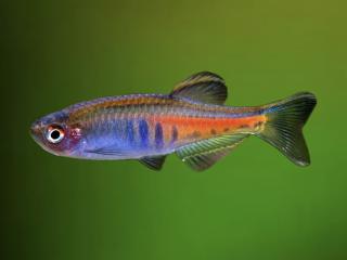 Danio myanmarské - Danio / choprai
