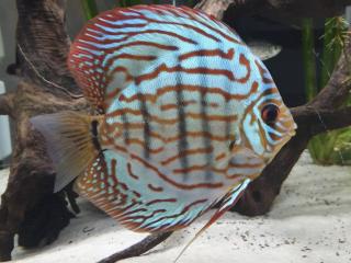 Diskus brilantový tyrkys - Symphysodon / Brilliant Turquoise 7 - 8 cm