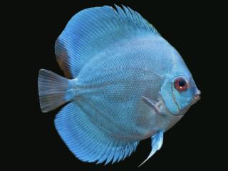 Diskus Modrý Diamant - Symphysodon / Blue Diamond 7 - 8 cm