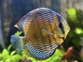 Diskus modrý royal - Symphysodon / Royal Blue 9 - 10 cm